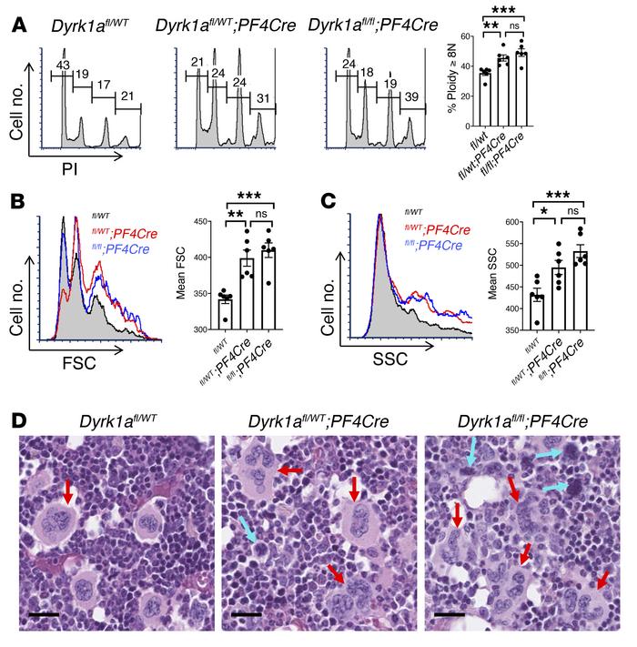 Implication of Dyrk1a isoform in Mk morphogenesis.
(A–C) Marrow samples ...