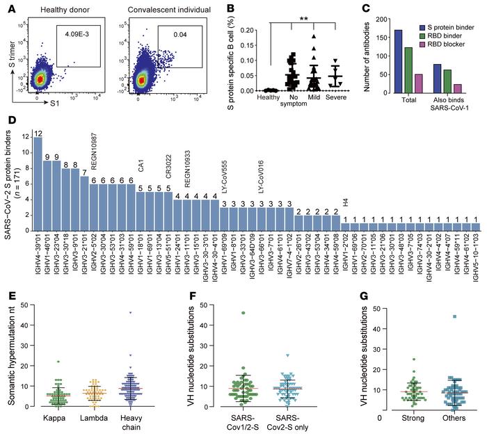 Neutralizing-antibody identification by single B cell cloning.
(A) Repre...