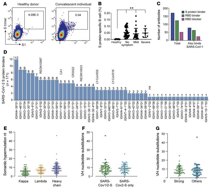 Neutralizing-antibody identification by single B cell cloning.
(A) Repre...