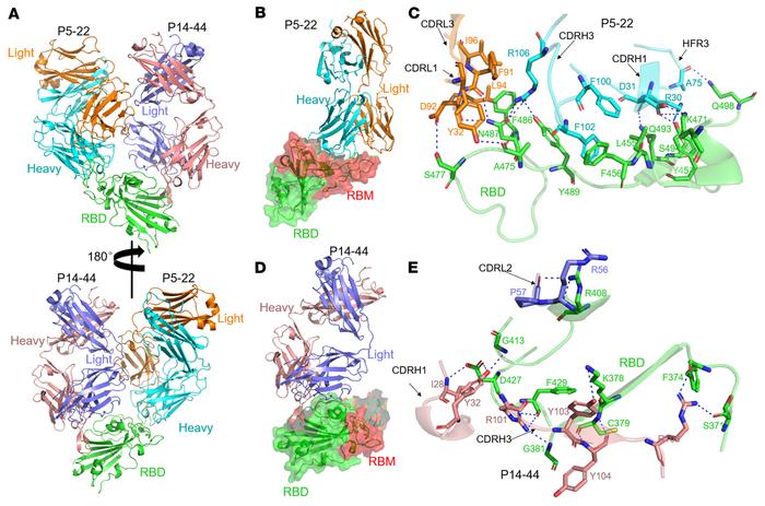 Overall structure and interactions of P14-44 Fab and P5-22 Fab with the ...
