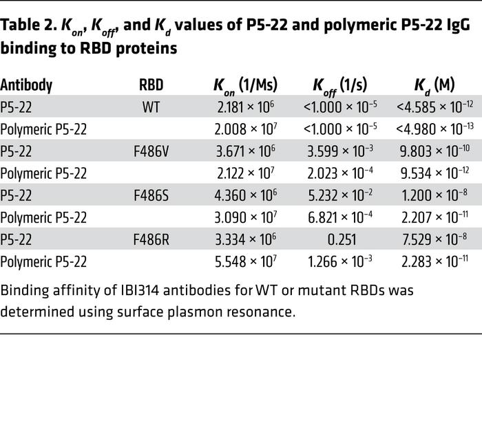 
Kon, Koff, and Kd values of P5-22 and polymeric P5-22 IgG binding to RB...