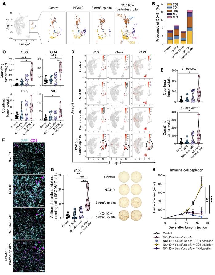 Combination therapy increases infiltration with activated CD8+ T cells.
...