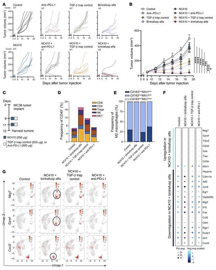 Inhibition of TGF-β and PD-L1 are both required for optimal tumor contro...