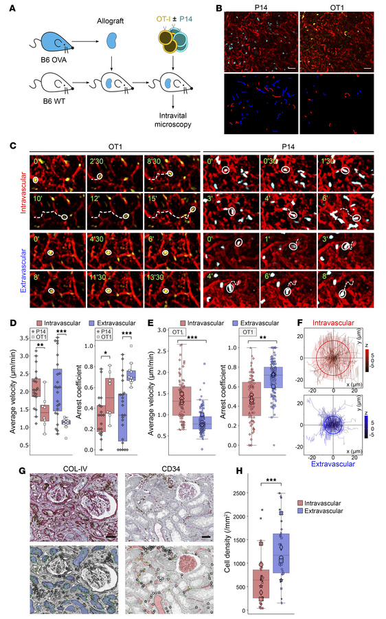 Distinct contact durations of alloreactive CTLs with endothelial and tub...
