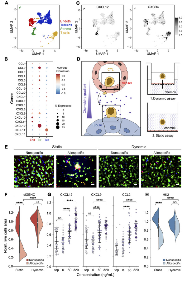Chemotaxis protects graft endothelium against alloreactive T cell–mediat...