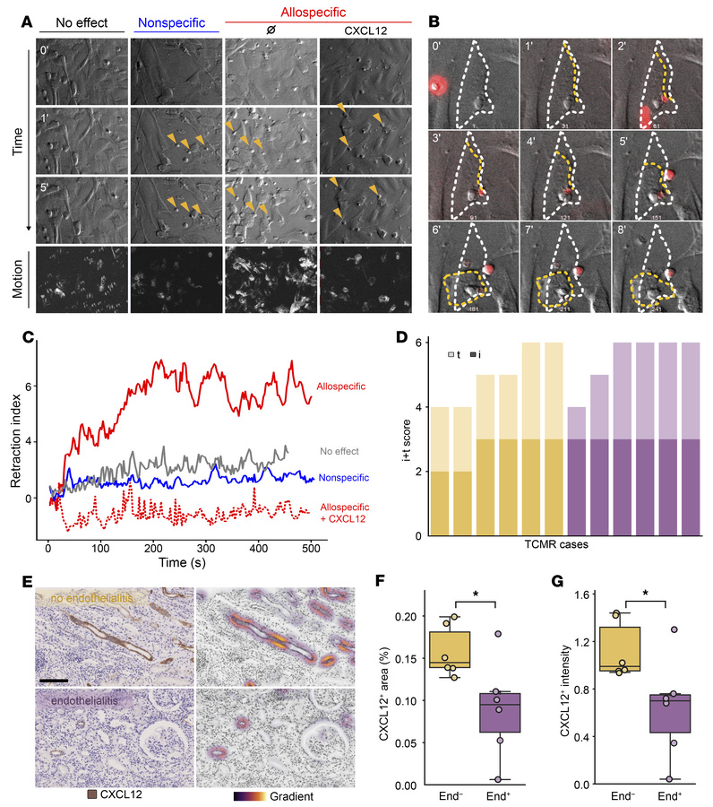 Disruption of the chemokine gradient associates with endothelial damage ...