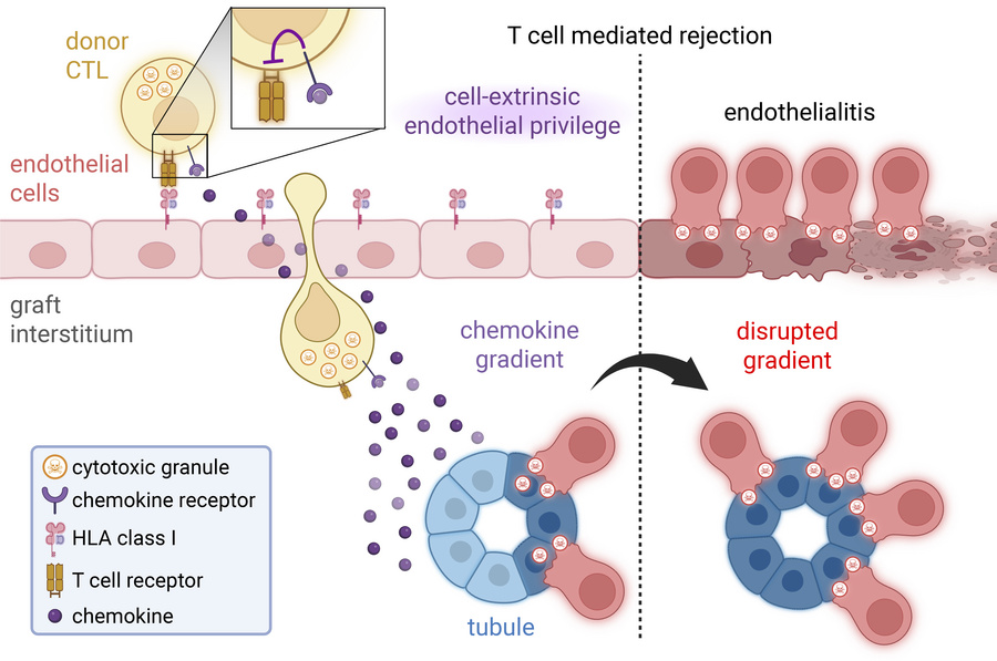 graphical abstract