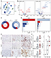 Opposite profiles of damage compartmentalization in AMR and TCMR.