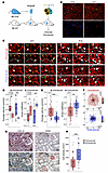 Distinct contact durations of alloreactive CTLs with endothelial and tubula