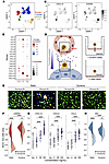 Chemotaxis protects graft endothelium against alloreactive T cell–mediated