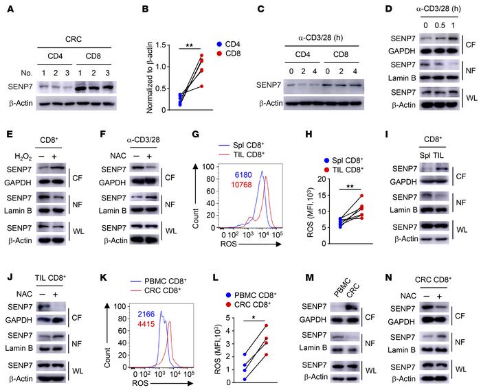 ROS trigger cytosolic translocation of SENP7 in tumor-infiltrating CD8+ ...