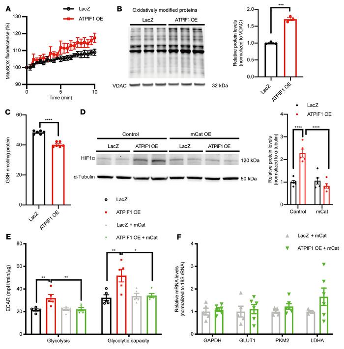 Increased mtROS level was necessary for ATPIF1-triggered HIF1α activatio...