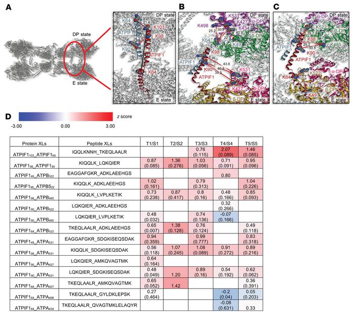 Upregulation of ATPIF1 in hypertrophied hearts promoted the FoF1-ATP syn...