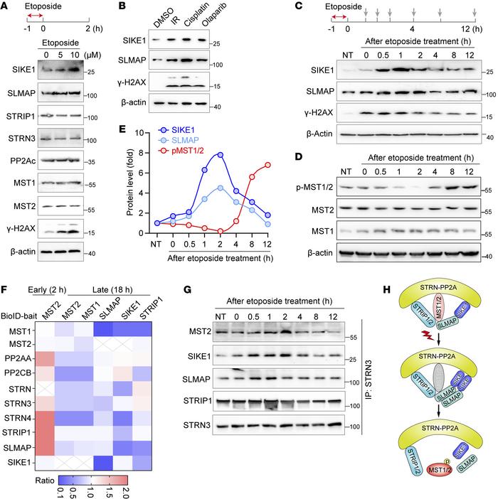 STRIPAK-MST1/2 undergoes dynamic assembly in response to DNA damage.
(A ...