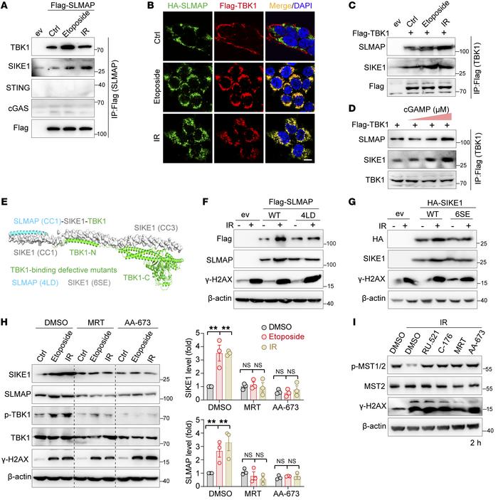 Activated TBK1 stabilizes SIKE1 and SLMAP proteins.
(A–C) Gels and image...
