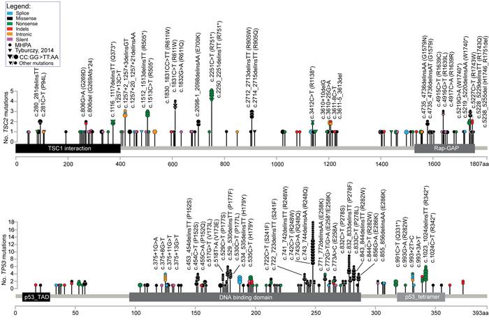 Map of somatic TSC2 and TP53 mutations in TSC FAFs.
Top: TSC2. Bottom: T...