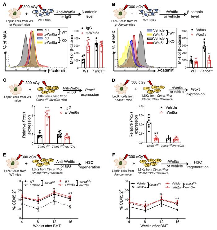 LepR+ niche cell–derived Wnt5a inhibits β-catenin accumulation and repre...