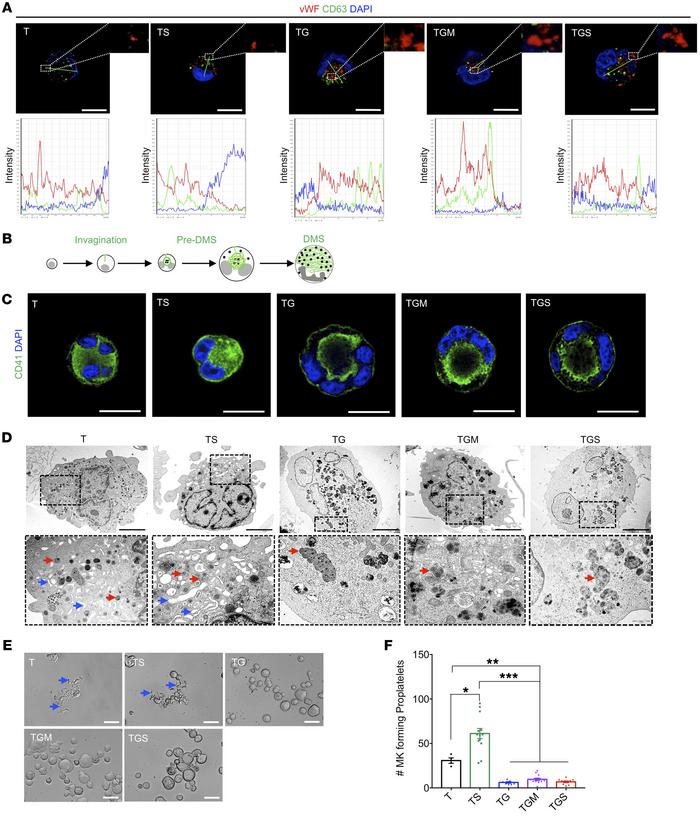 Assessment of MK maturation and platelet formation.
(A) Confocal analyse...