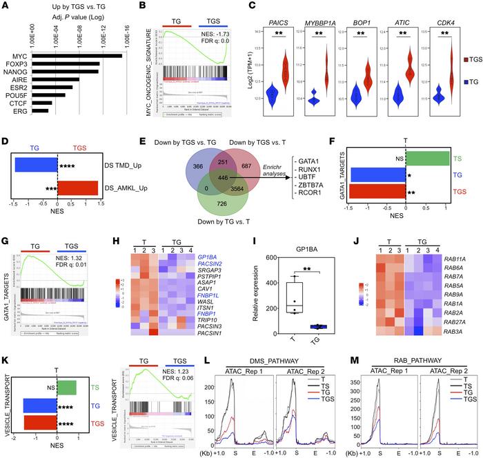 
GATA1s cooperates with SMC3+/– to acquire DS-AMKL features in iMK.
(A) ...