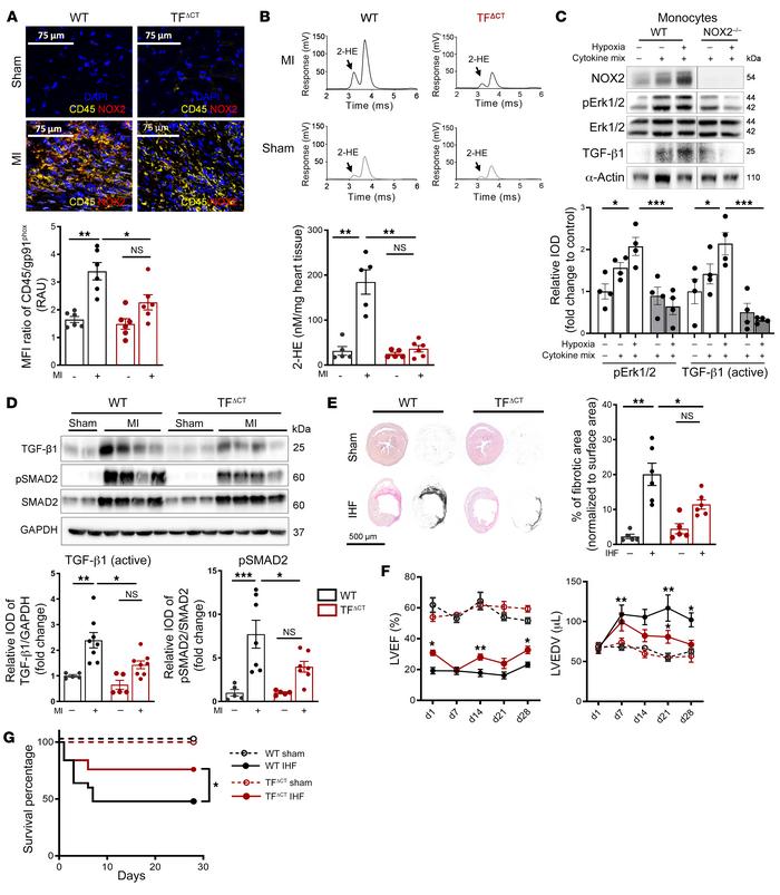 TF cytoplasmic tail deletion attenuates ROS production and ERK1/2–TGF-β1...