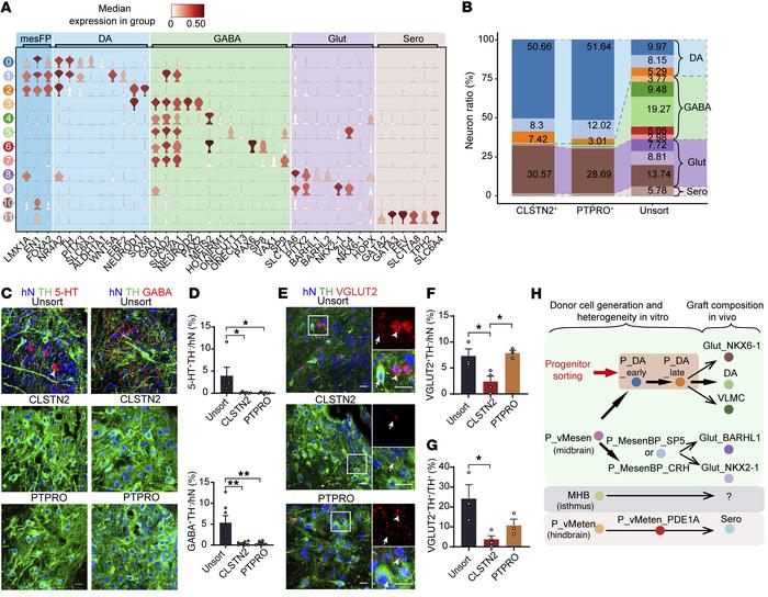 Grafts from CLSTN2- or PTPRO-enriched progenitors contain enriched mDA n...