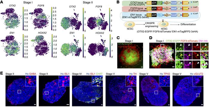 The process of mDA neuron differentiation recapitulates the development ...