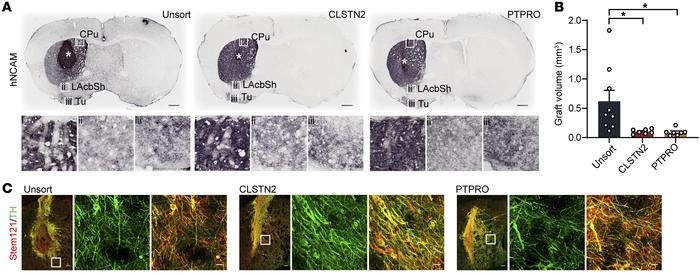 CLSTN2- or PTPRO-enriched progenitors reinnervate the host striatum and ...