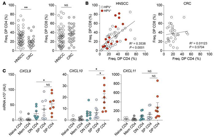 The presence of DP CD4+ Th cells positively correlates with DP CD8+ T ce...