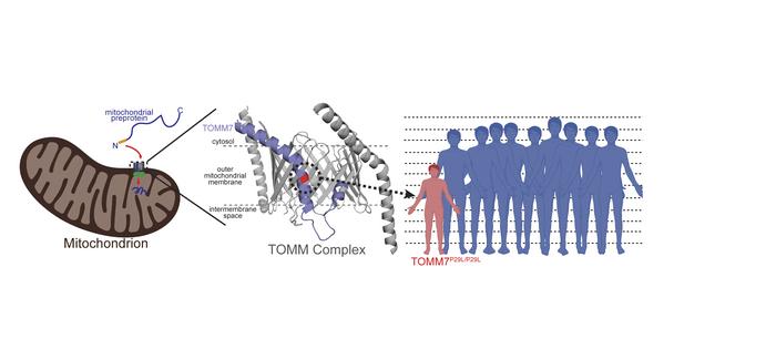 JCI - Autosomal recessive progeroid syndrome due to homozygosity for a ...
