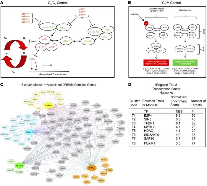 Conventional cell cycle control, DREAM complex anatomy, and human insuli...