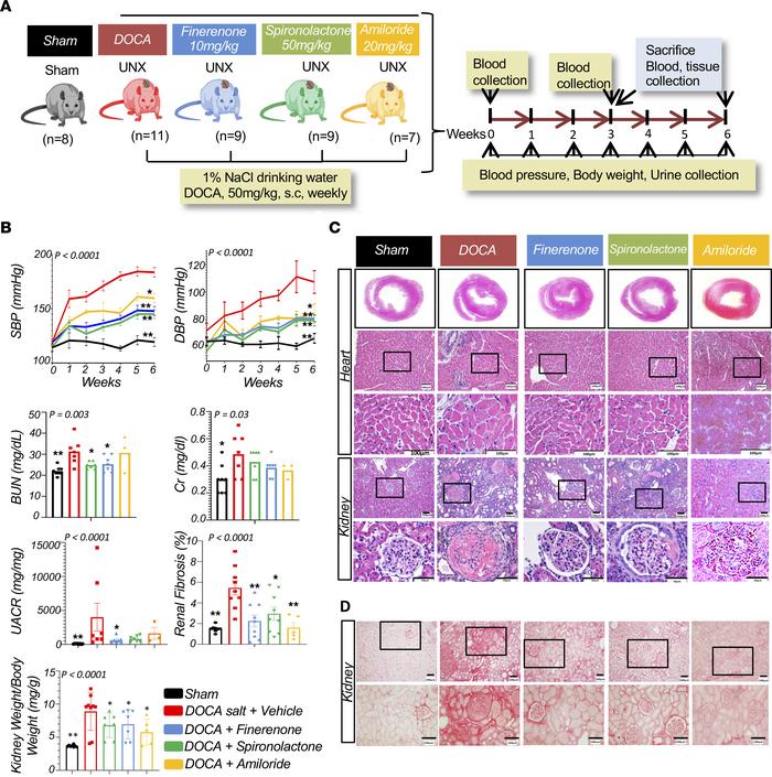 MRAs protect against DOCA-salt–induced cardiorenal damage.
(A) Study ove...