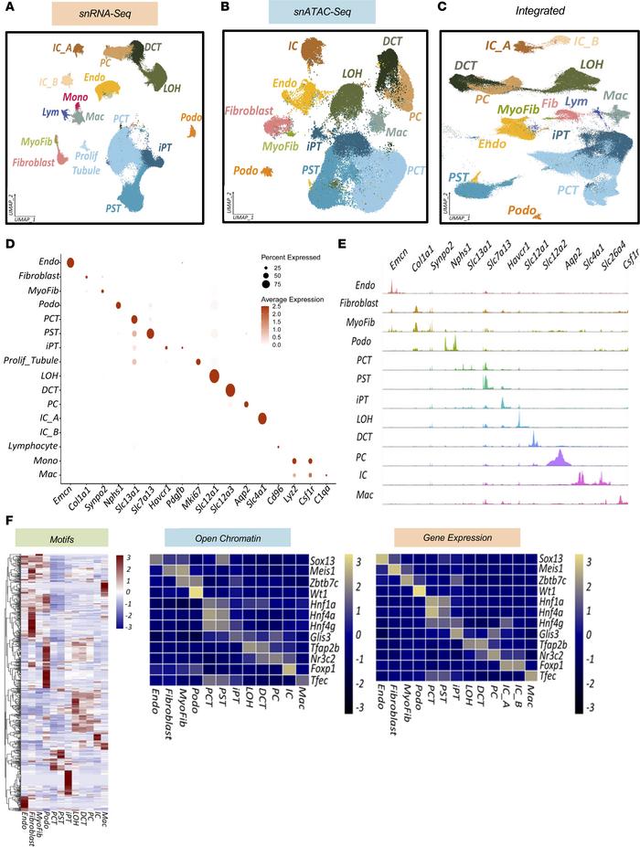 The single-cell multiomics landscape of healthy and diseased rat kidneys...