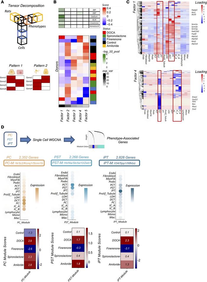 Principal cells and PT cells are the main target of mineralocorticoids a...