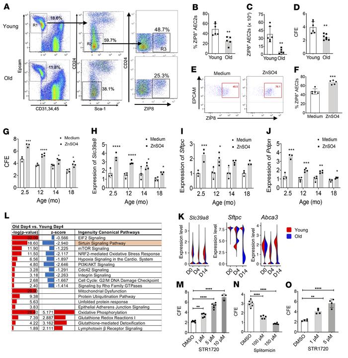 Downregulated ZIP8/SIRT1 signaling and decreased renewal capacity of AEC...
