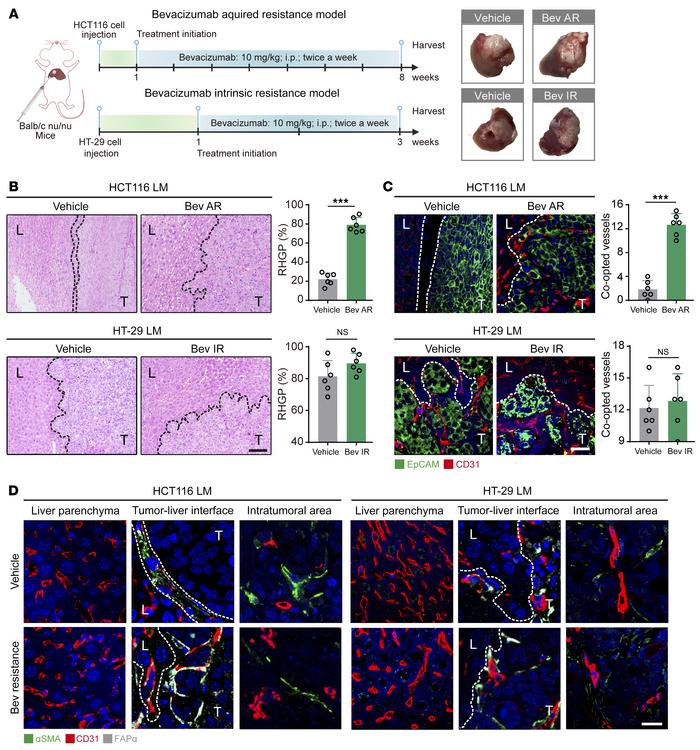 Bevacizumab treatment induces vessel co-option and FAPα expression in th...