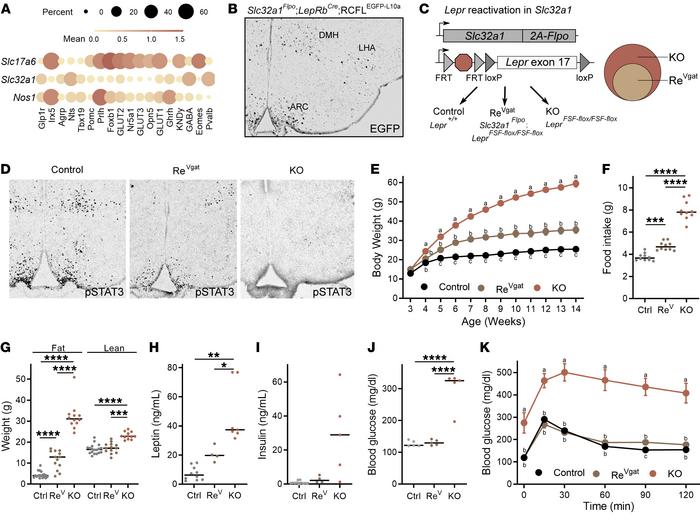 
Lepr expression in GABAergic LeprGlp1r cells suffices for most leptin a...