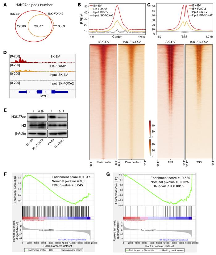 Transcriptional reprogramming by FOXA2.
(A) Venn diagram representing H3...