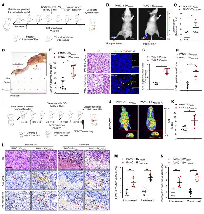 EV-packaged hnRNPA1 induces LN metastasis of KRASG12D PDAC in vivo.
(A) ...