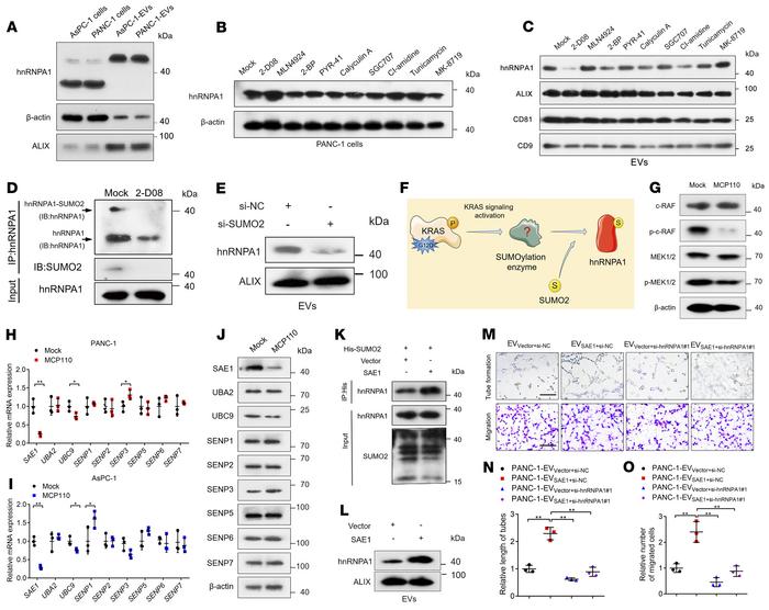 KRAS signaling–induced SAE1 overexpression catalyzes the SUMOylation of ...