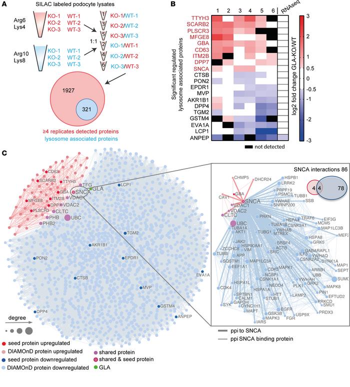 SILAC-based proteomics and network analyses identify SNCA accumulation a...