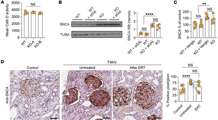 SNCA accumulation is resistant to enzyme replacement and substrate reduc...