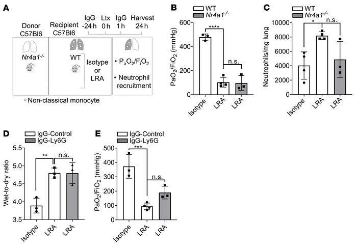 LRA-induced lung dysfunction is complementary to ischemia-reperfusion in...
