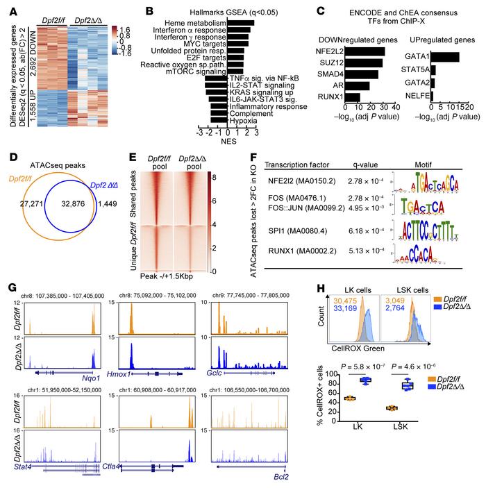 
Dpf2 deficiency in HSPCs results in the downregulation of NRF2 target g...