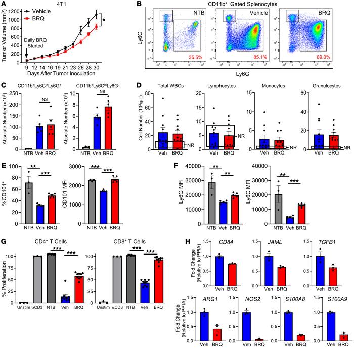 BRQ inhibits MDSC function in vivo.
(A) 4T1 tumor growth in mice treated...