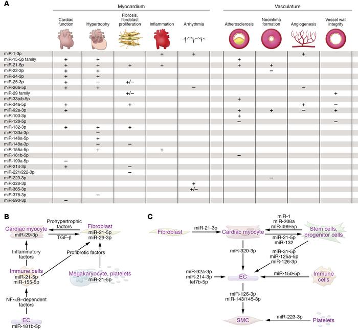 JCI - MicroRNAs as therapeutic targets in cardiovascular disease