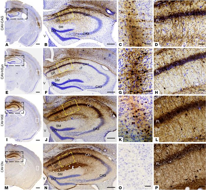 Transcriptional control of transgene expression in CAV-2 vectors followi...