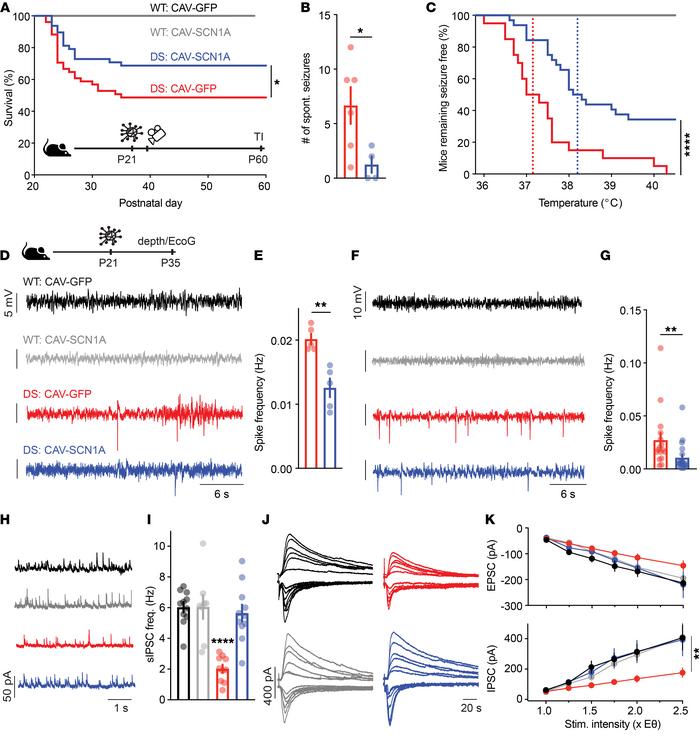 CAV-SCN1A hippocampal injection during the severe stage of DS ameliorate...