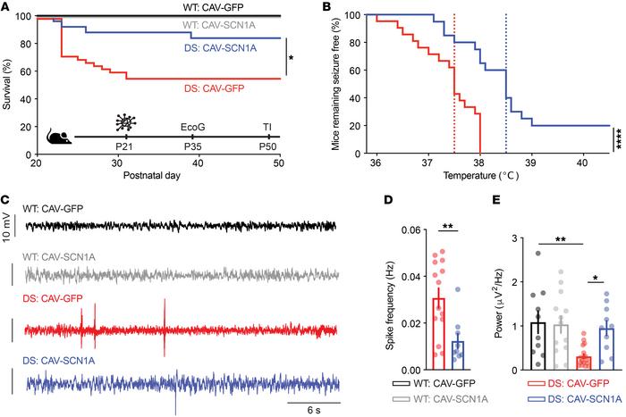 Thalamic injection of CAV-SCN1A ameliorates DS phenotypes in juvenile mi...