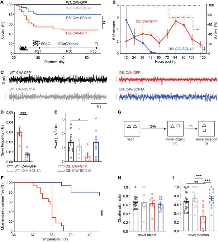 Concomitant thalamic and hippocampal injection of CAV-SCN1A in juvenile ...