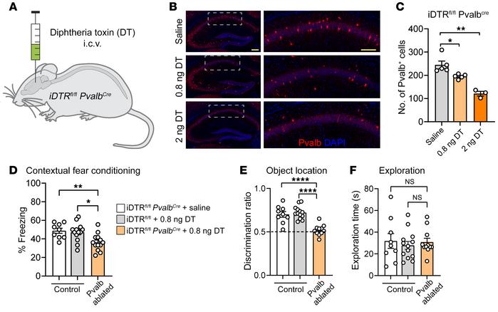 Ablation of Pvalb neurons in juvenile mice causes persistent memory defi...